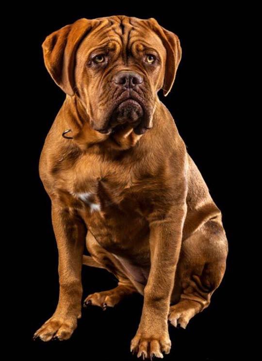 Les Dogue de Bordeaux de l'affixe Laeti Love Dog