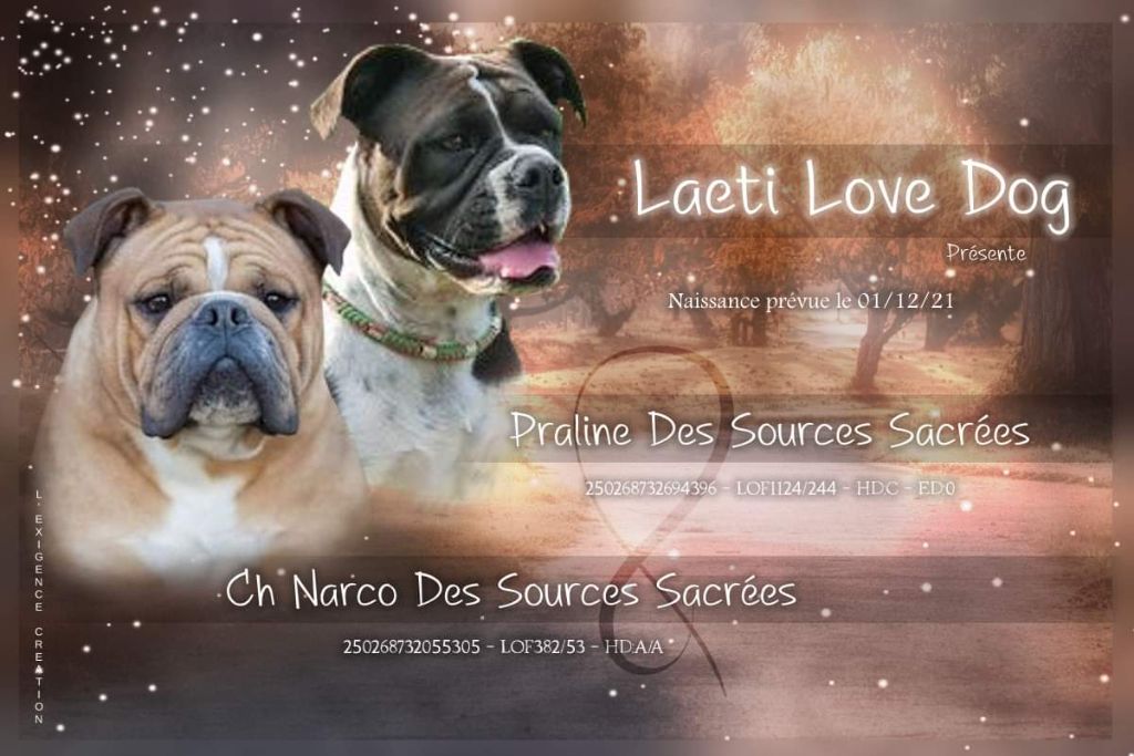 Laeti Love Dog - Praline
