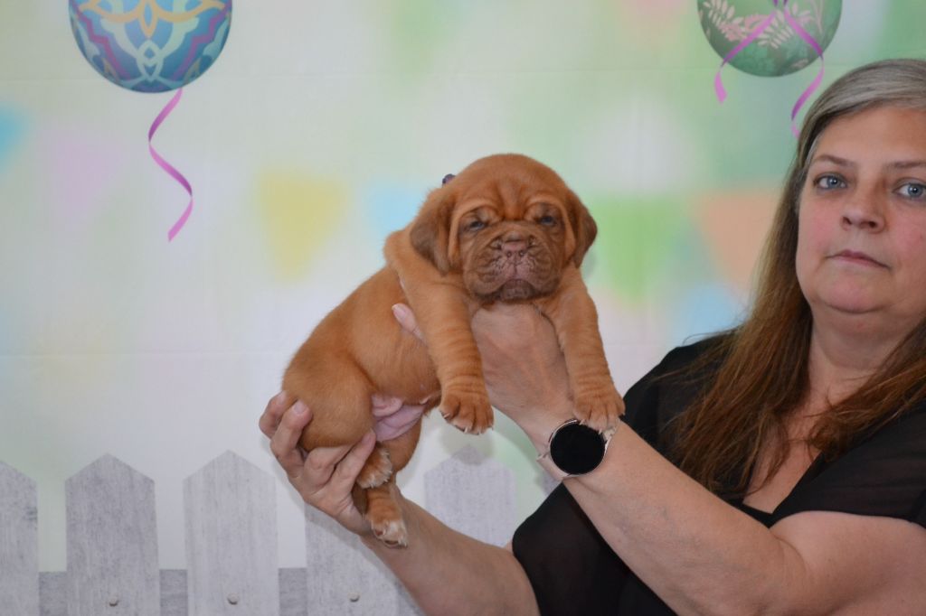 Laeti Love Dog - Chiots disponibles - Dogue de Bordeaux