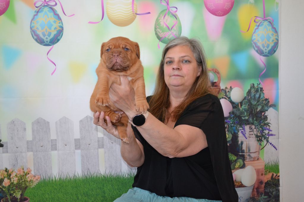 Laeti Love Dog - Chiots disponibles - Dogue de Bordeaux