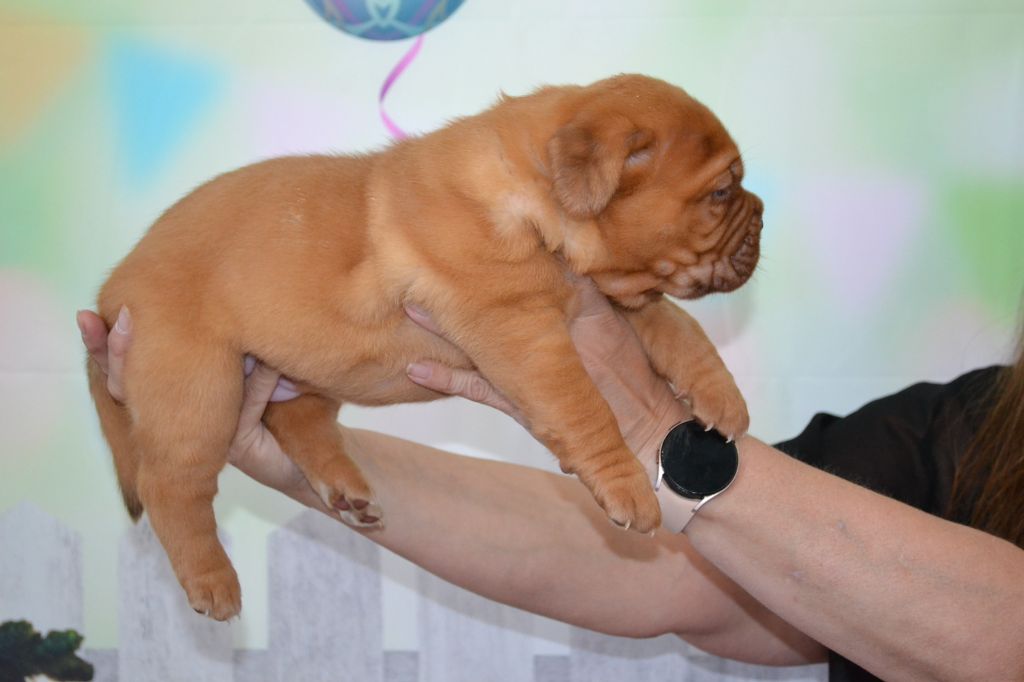 Laeti Love Dog - Chiots disponibles - Dogue de Bordeaux