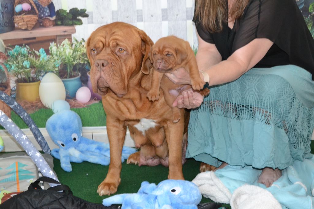 Laeti Love Dog - Chiots disponibles - Dogue de Bordeaux